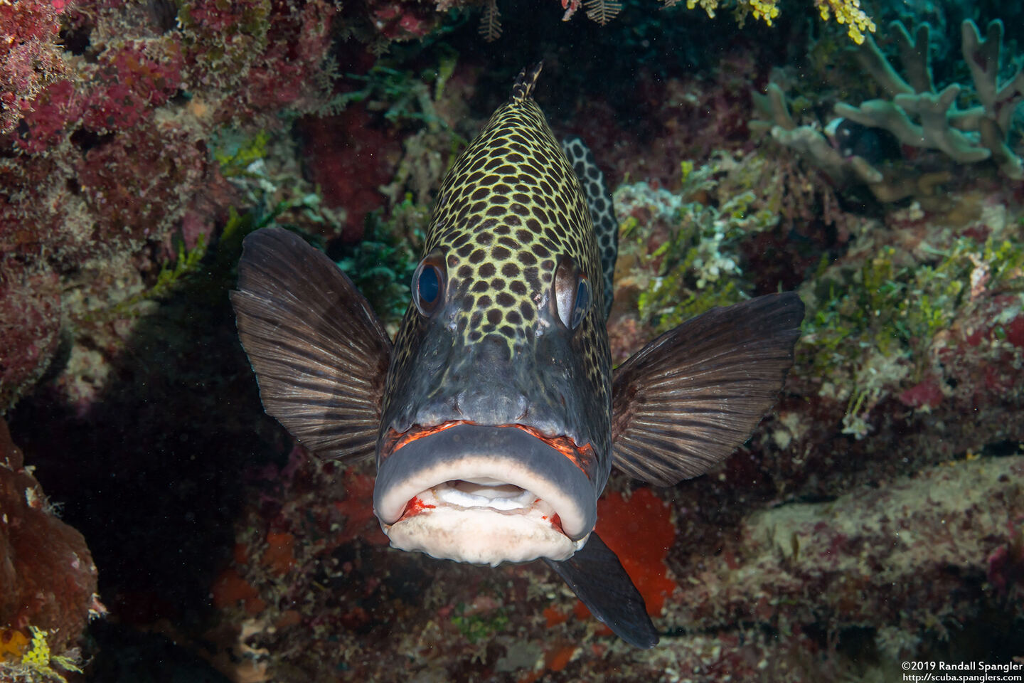Plectorhinchus chaetodonoides (Many-Spotted Sweetlips)