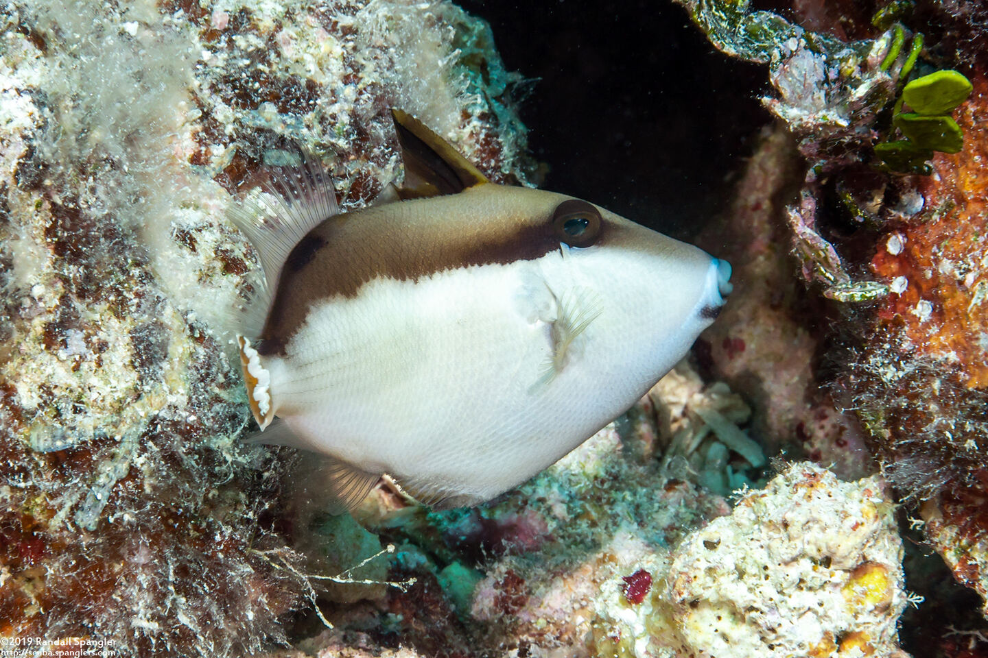 Sufflamen chrysopterum (Flagtail Triggerfish)