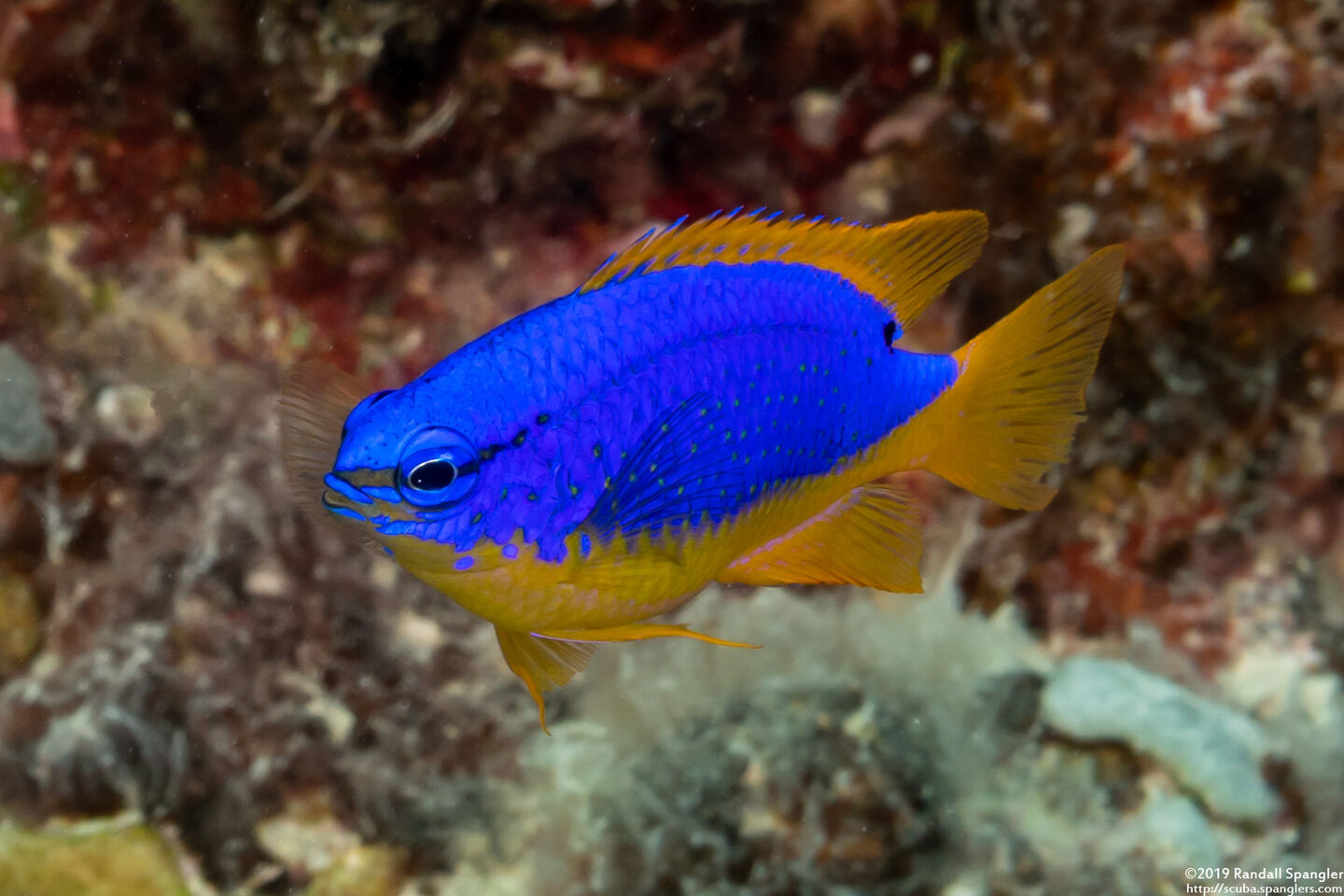 Chrysiptera taupou (South Seas Devil)