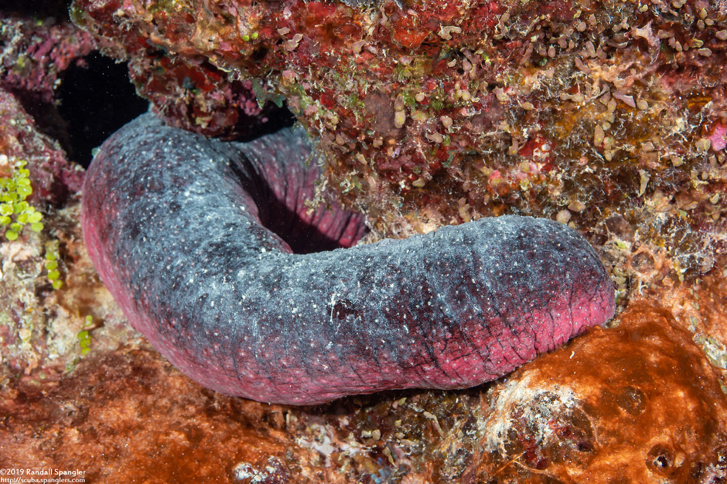 Holothuria edulis (Pinkfish Sea Cucumber)
