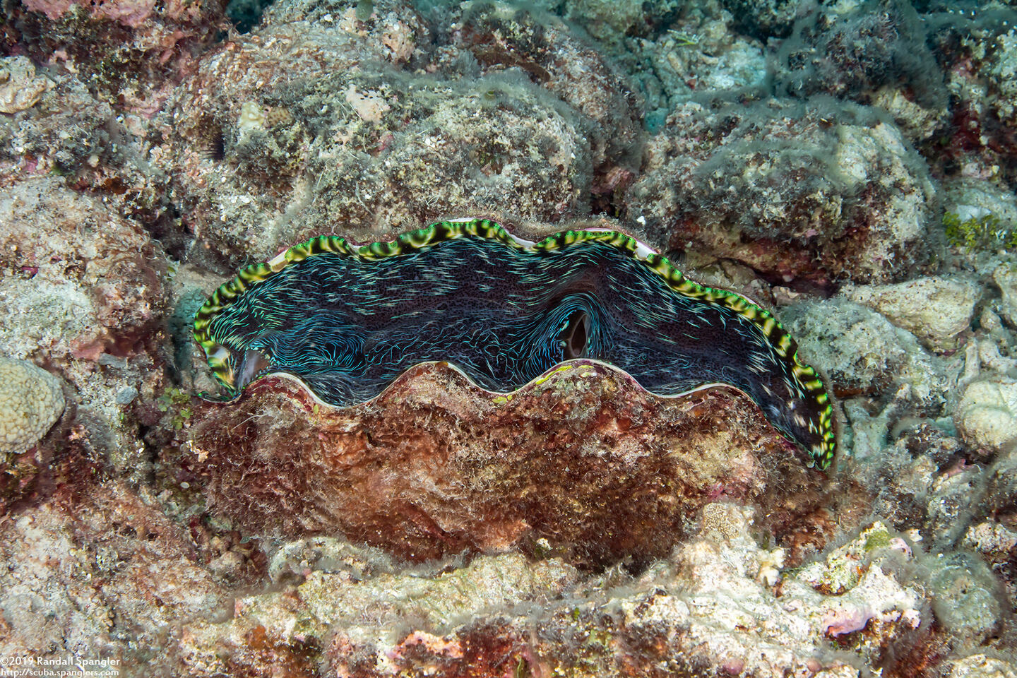 Tridacna derasa (Smooth Giant Clam)