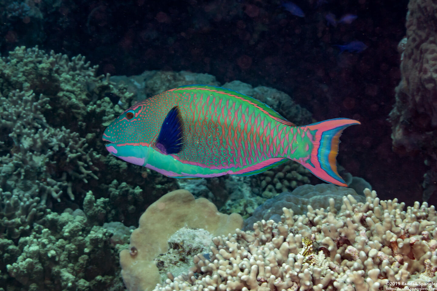 Cetoscarus ocellatus (Spotted Parrotfish)