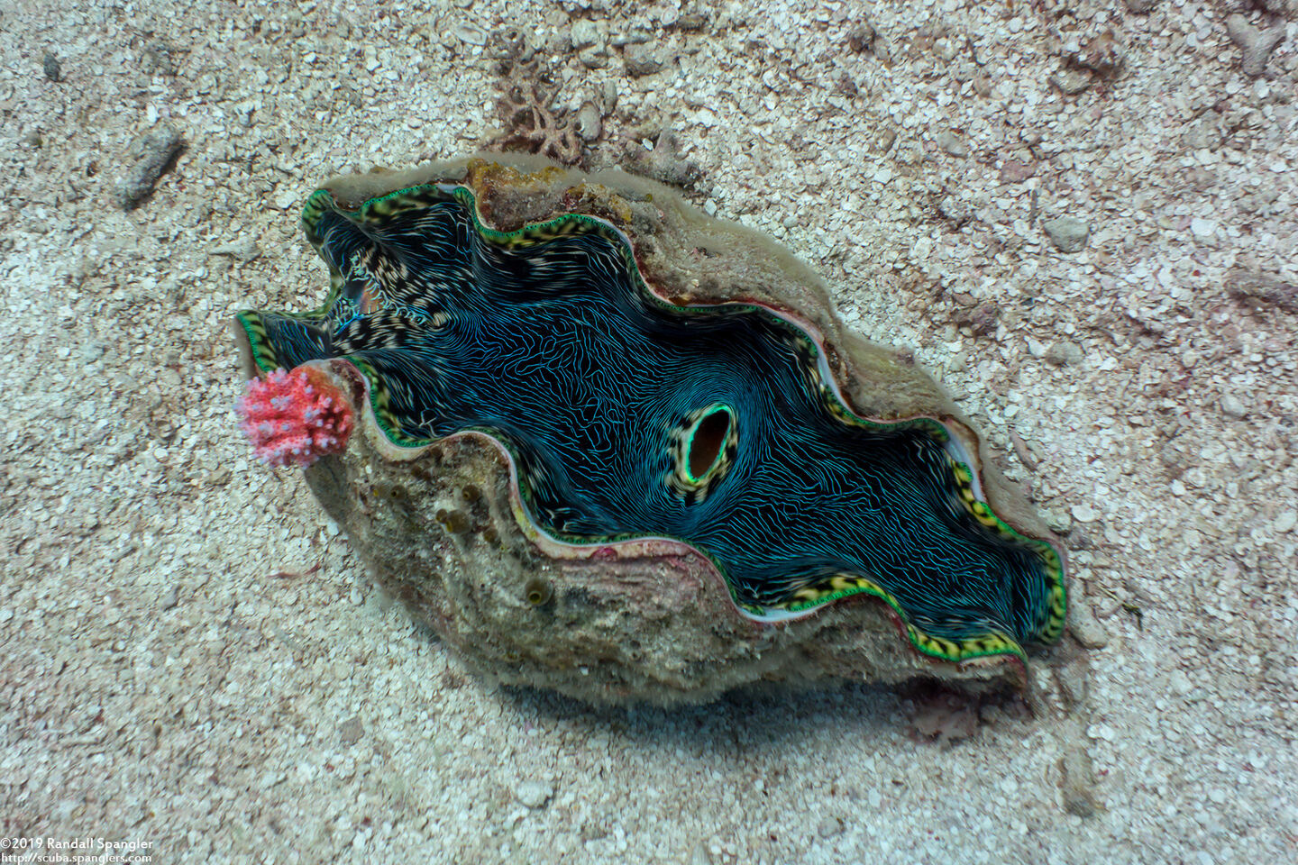 Tridacna derasa (Smooth Giant Clam)