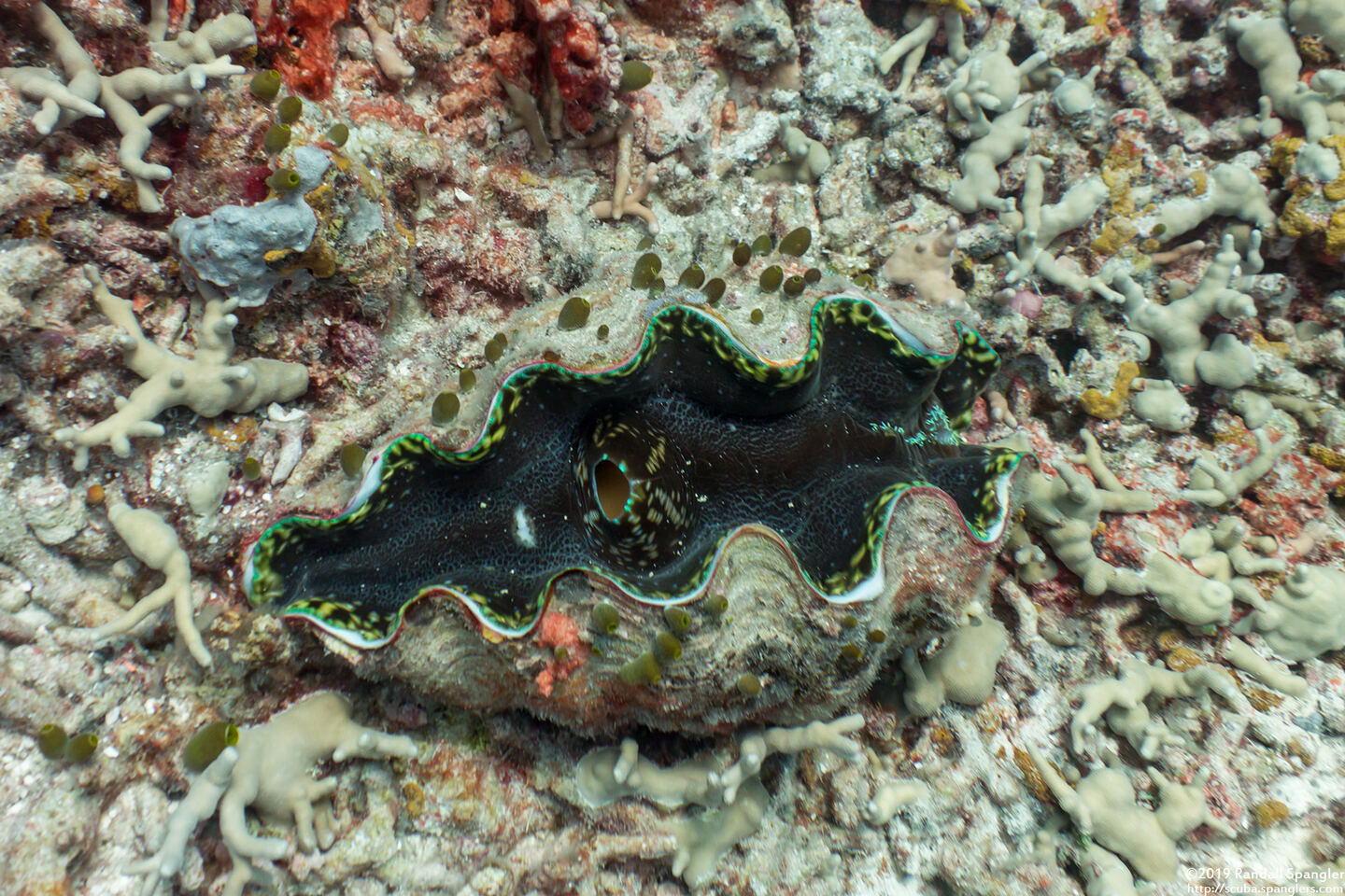 Tridacna derasa (Smooth Giant Clam)