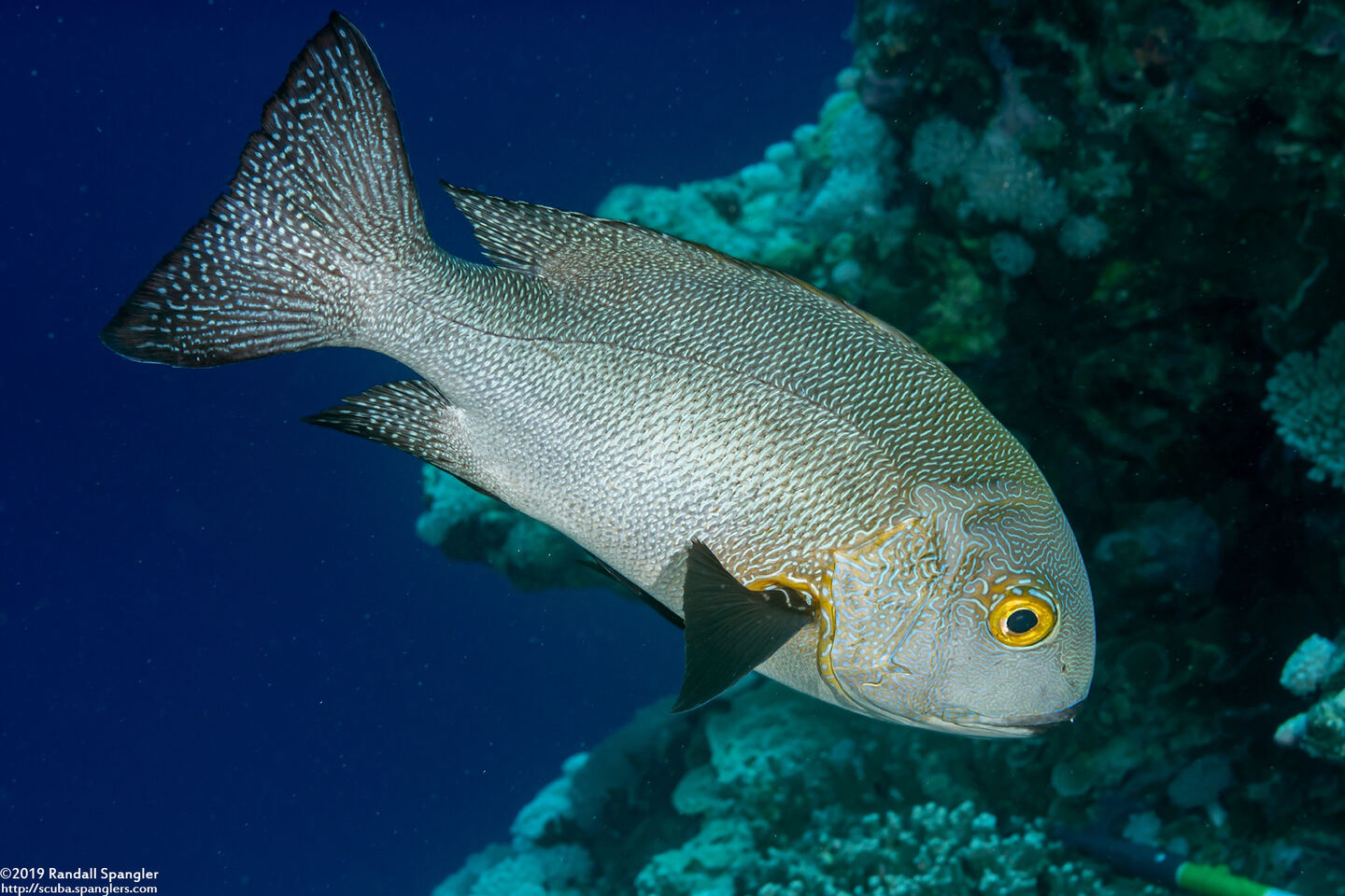 Macolor macularis (Midnight Snapper)