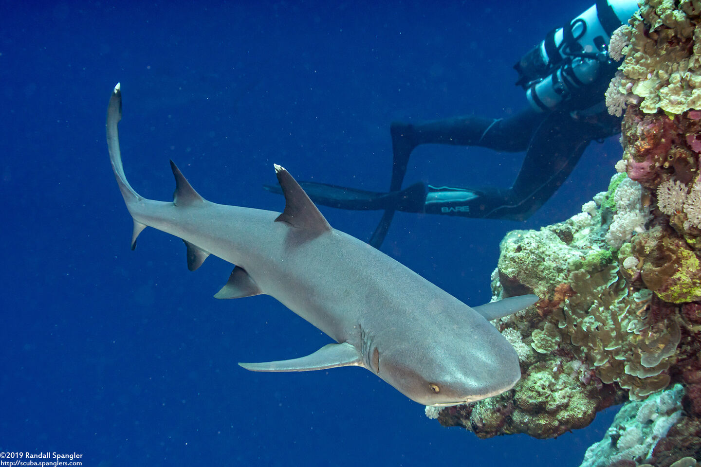 Triaenodon obesus (Whitetip Reef Shark)