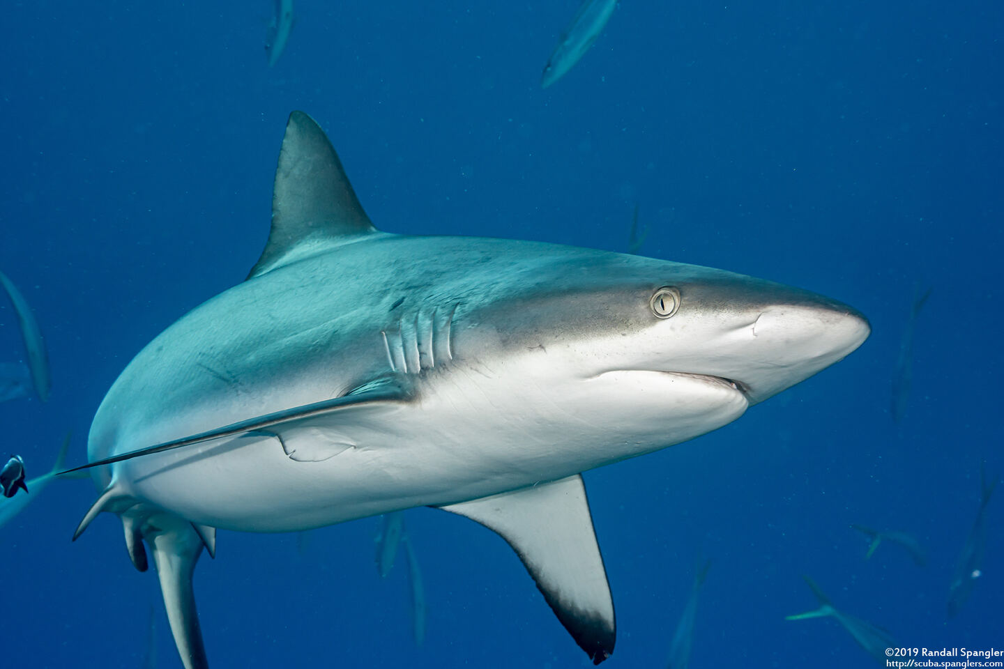 Carcharhinus amblyrhynchos (Gray Reef Shark)