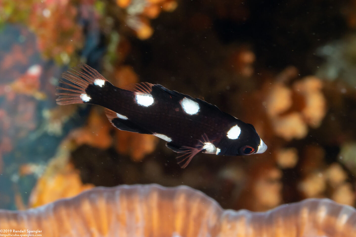 Bodianus axillaris (Axilspot Hogfish)