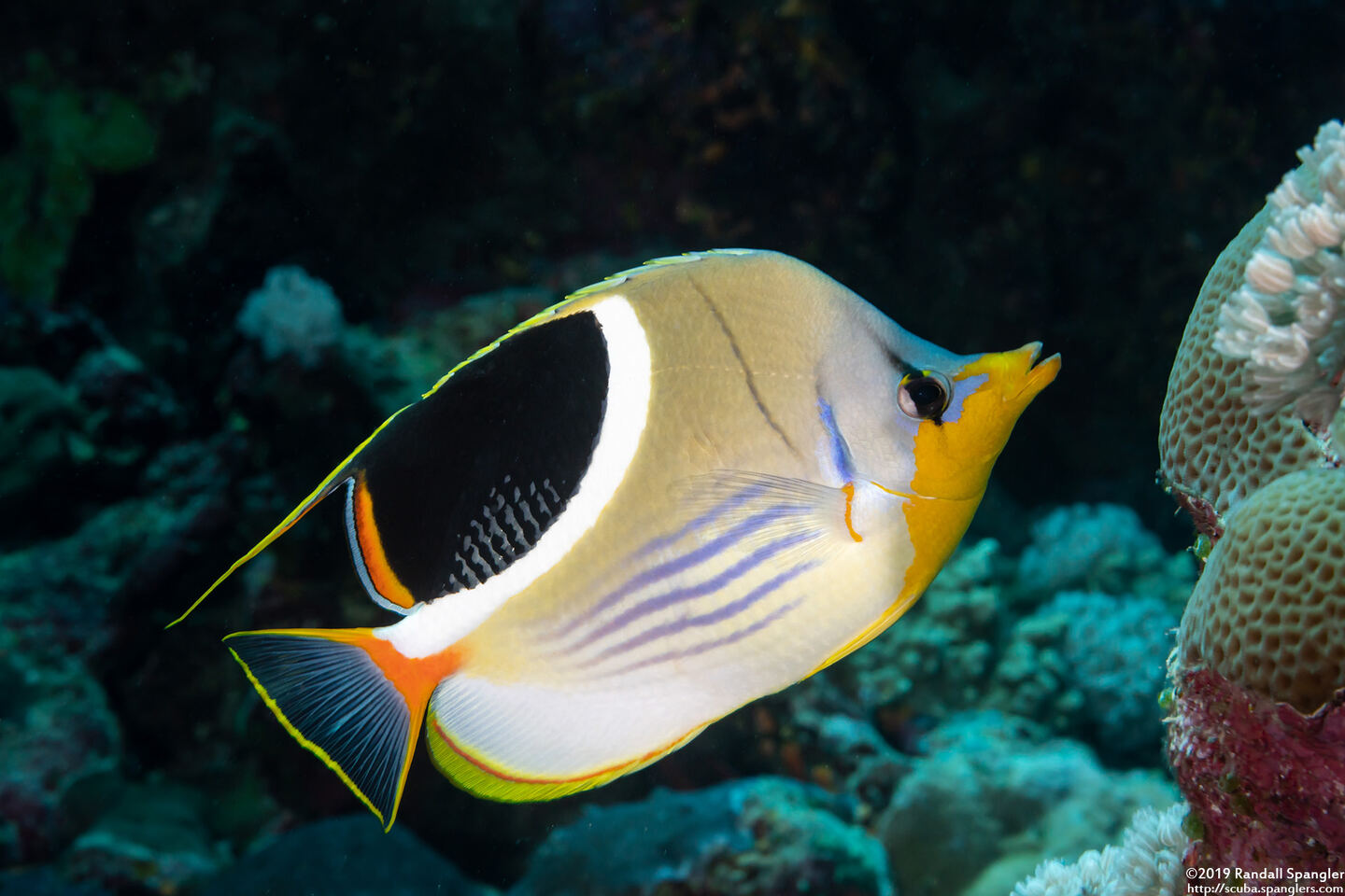 Chaetodon ephippium (Saddled Butterflyfish)
