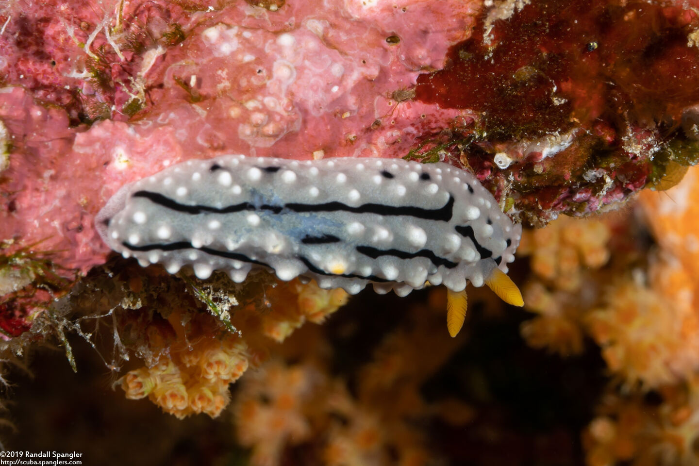 Phyllidia elegans (Elegant Phyllidia)