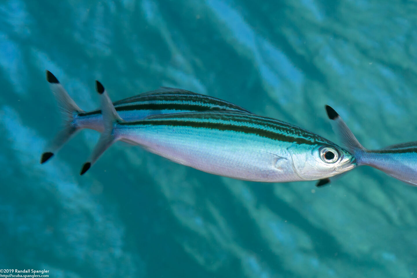 Gymnocaesio gymnoptera (Slender Fusilier)