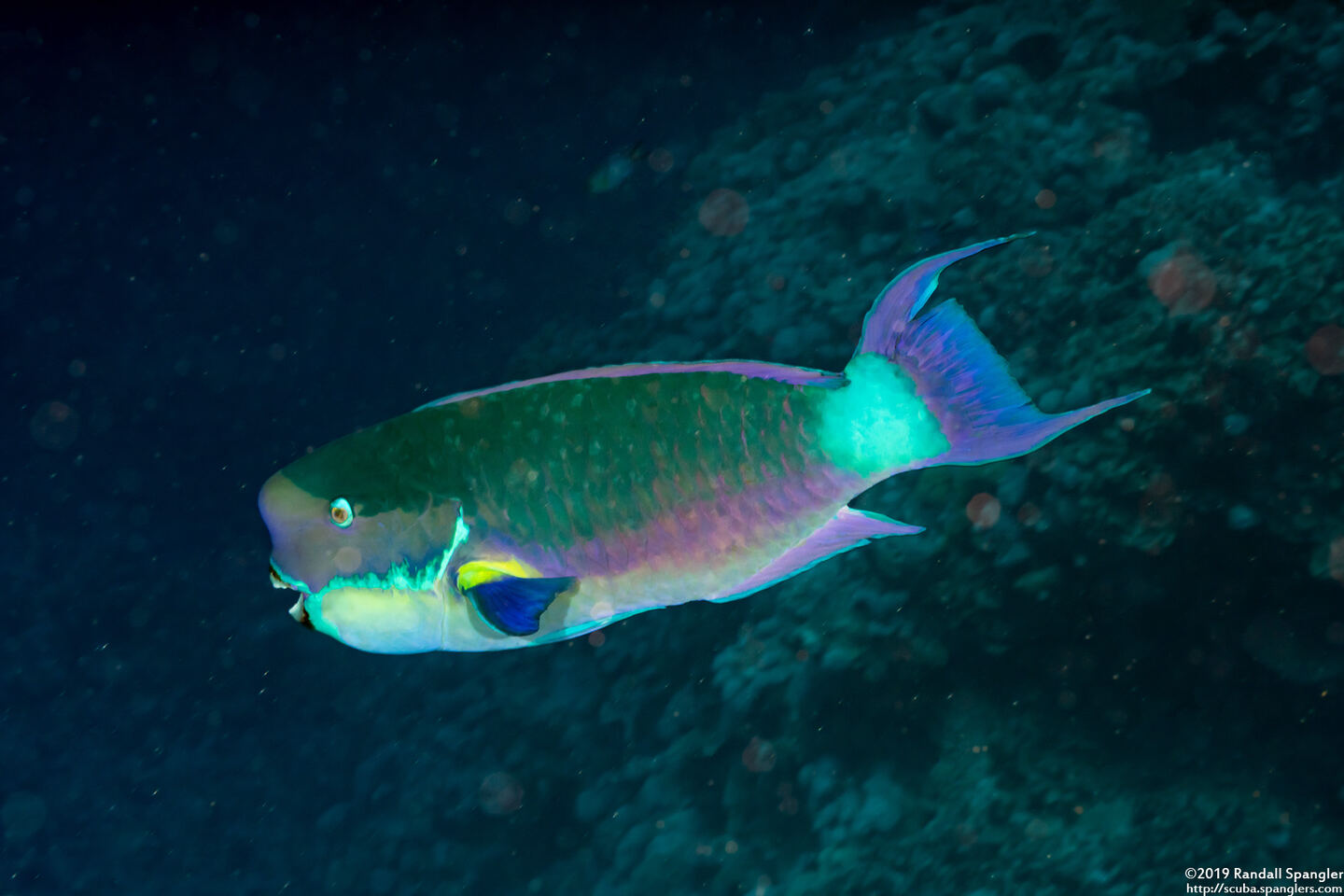 Chlorurus microrhinos (Steephead Parrotfish)