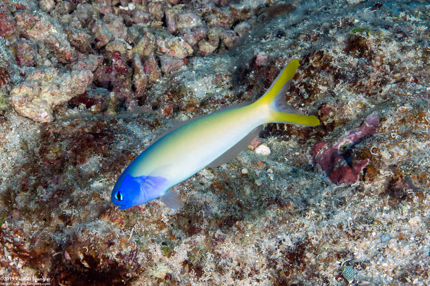 Hoplolatilus starcki (Bluehead Tilefish)