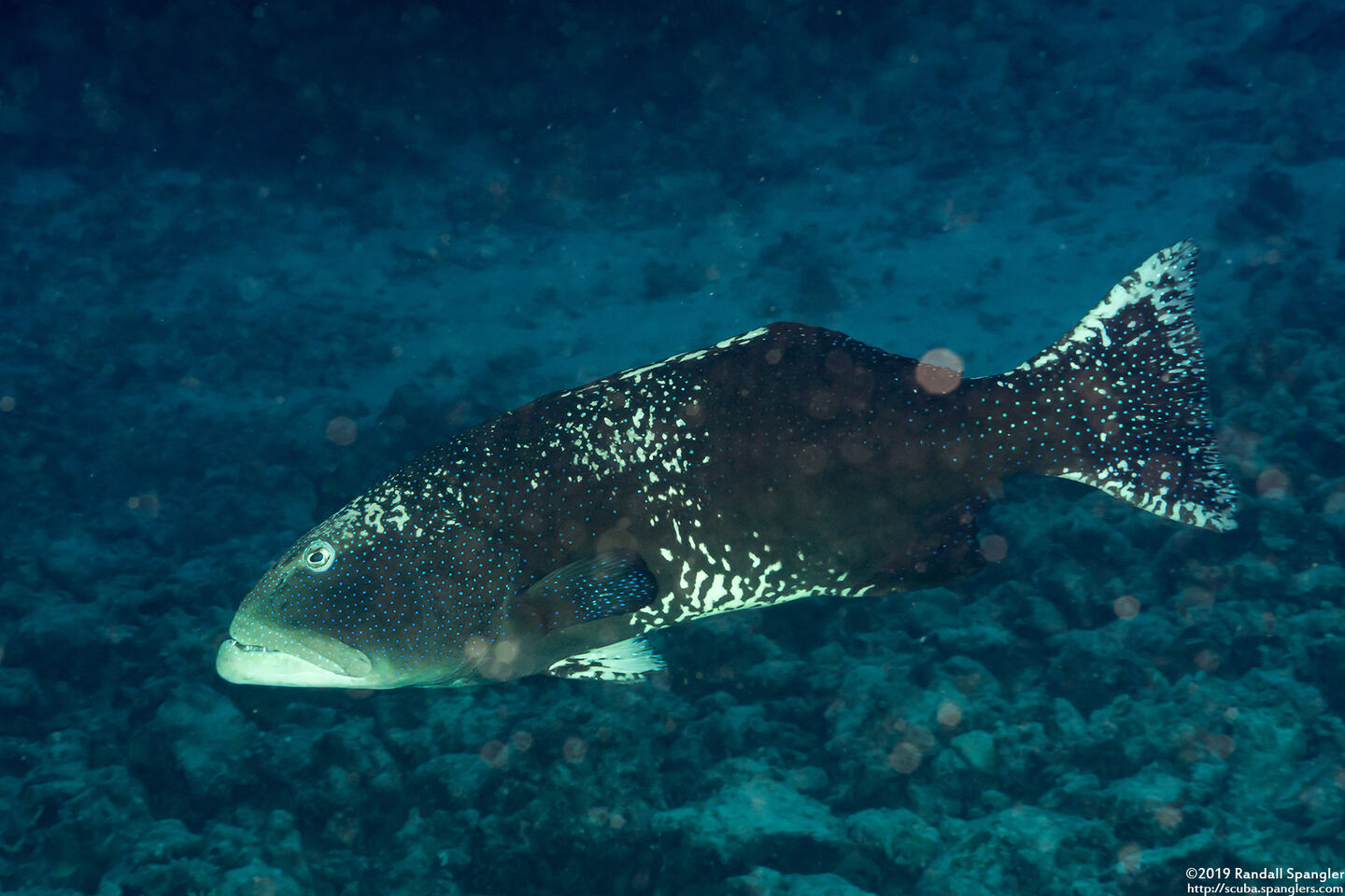 Plectropomus laevis (Blacksaddle Coral Grouper)