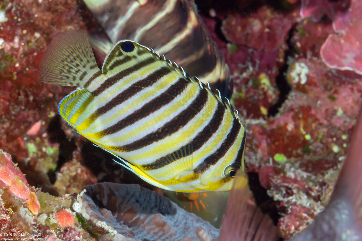 Paracentropyge multifasciata (Multi-Barred Angelfish)