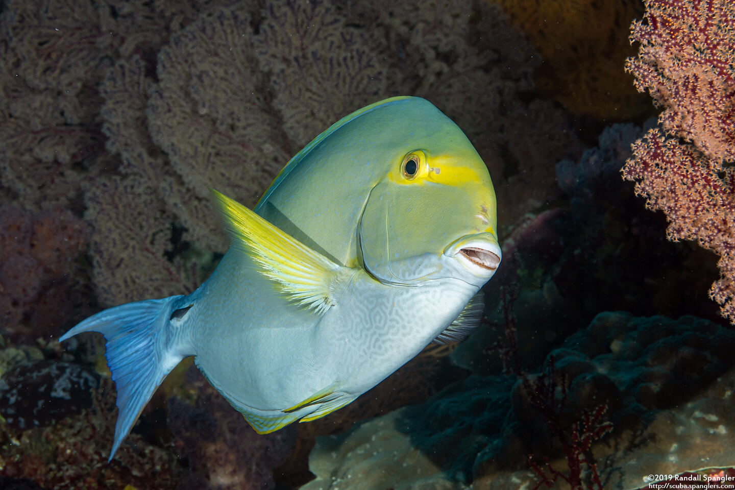 Acanthurus xanthopterus (Yellowfin Surgeonfish)