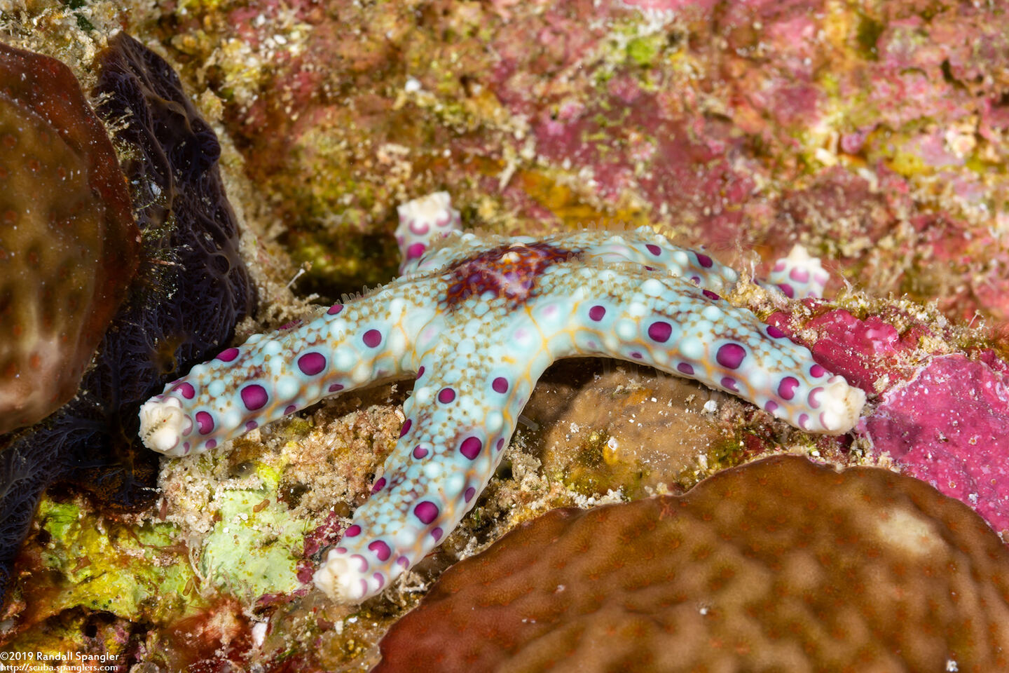 Neoferdina cumingi (Cuming's Sea Star)