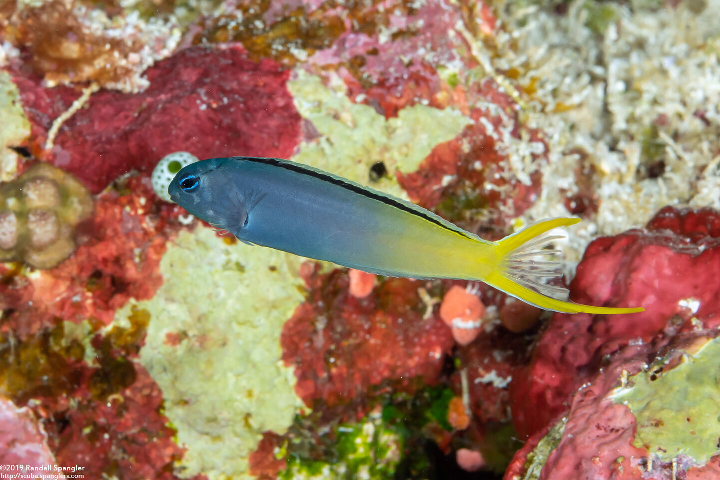 Meiacanthus atrodorsalis (Yellowtail Fangblenny)