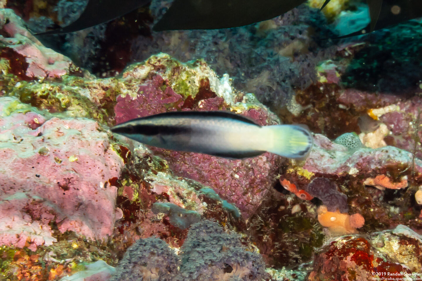 Labroides bicolor (Bicolor Cleaner Wrasse)