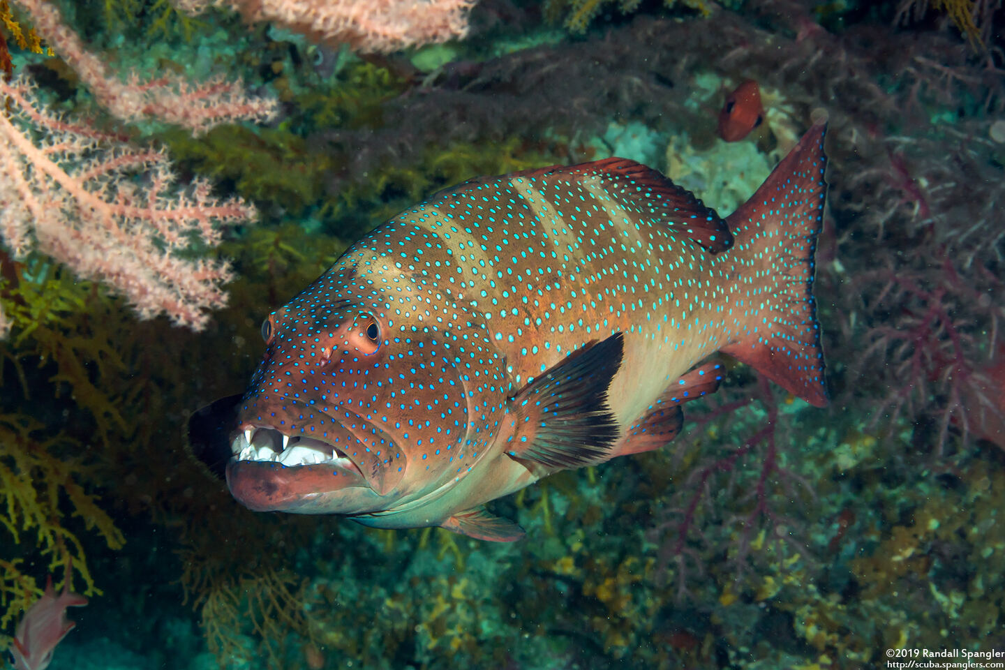 Plectropomus areolatus (Squaretail Coral Grouper)