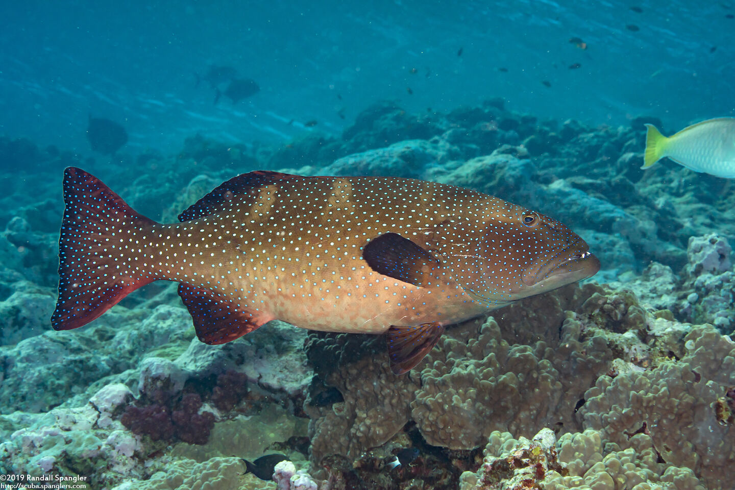 Plectropomus areolatus (Squaretail Coral Grouper)