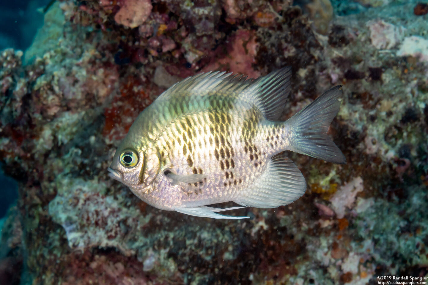 Amblyglyphidodon curacao (Staghorn Damsel)