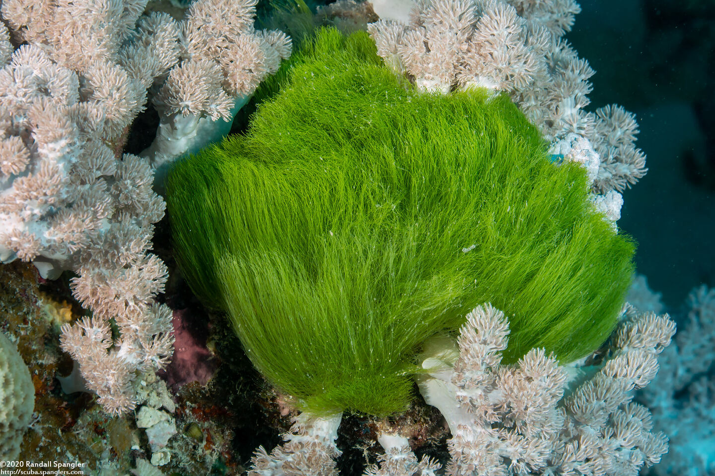 Chlorodesmis fastigiata (Turtle Weed)
