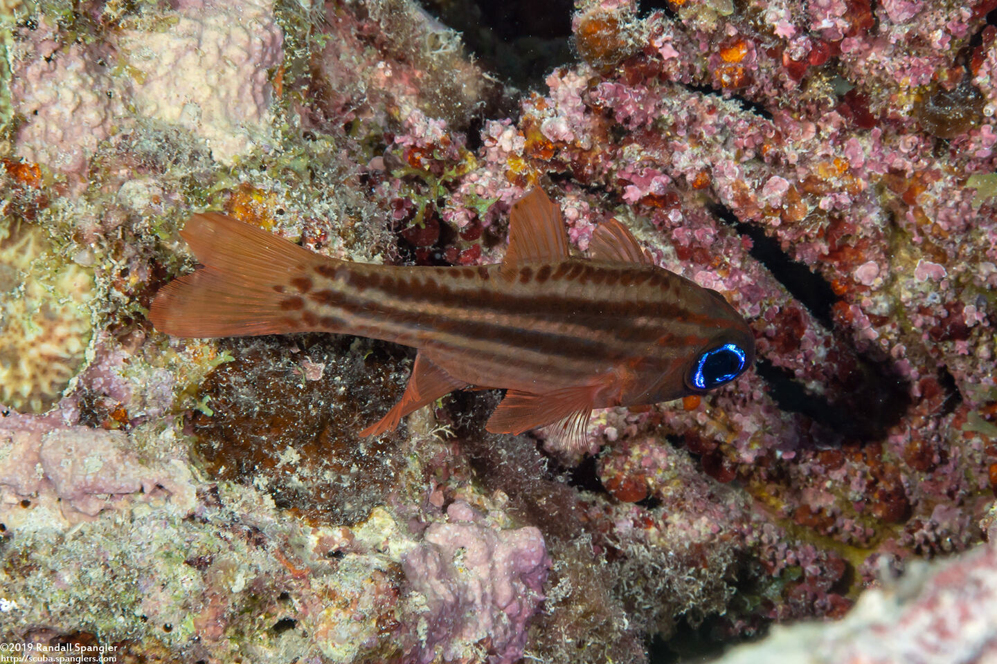 Ostorhinchus compressus (Splitband Cardinalfish)