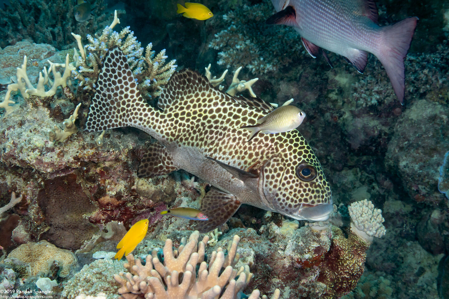 Plectorhinchus chaetodonoides (Many-Spotted Sweetlips)