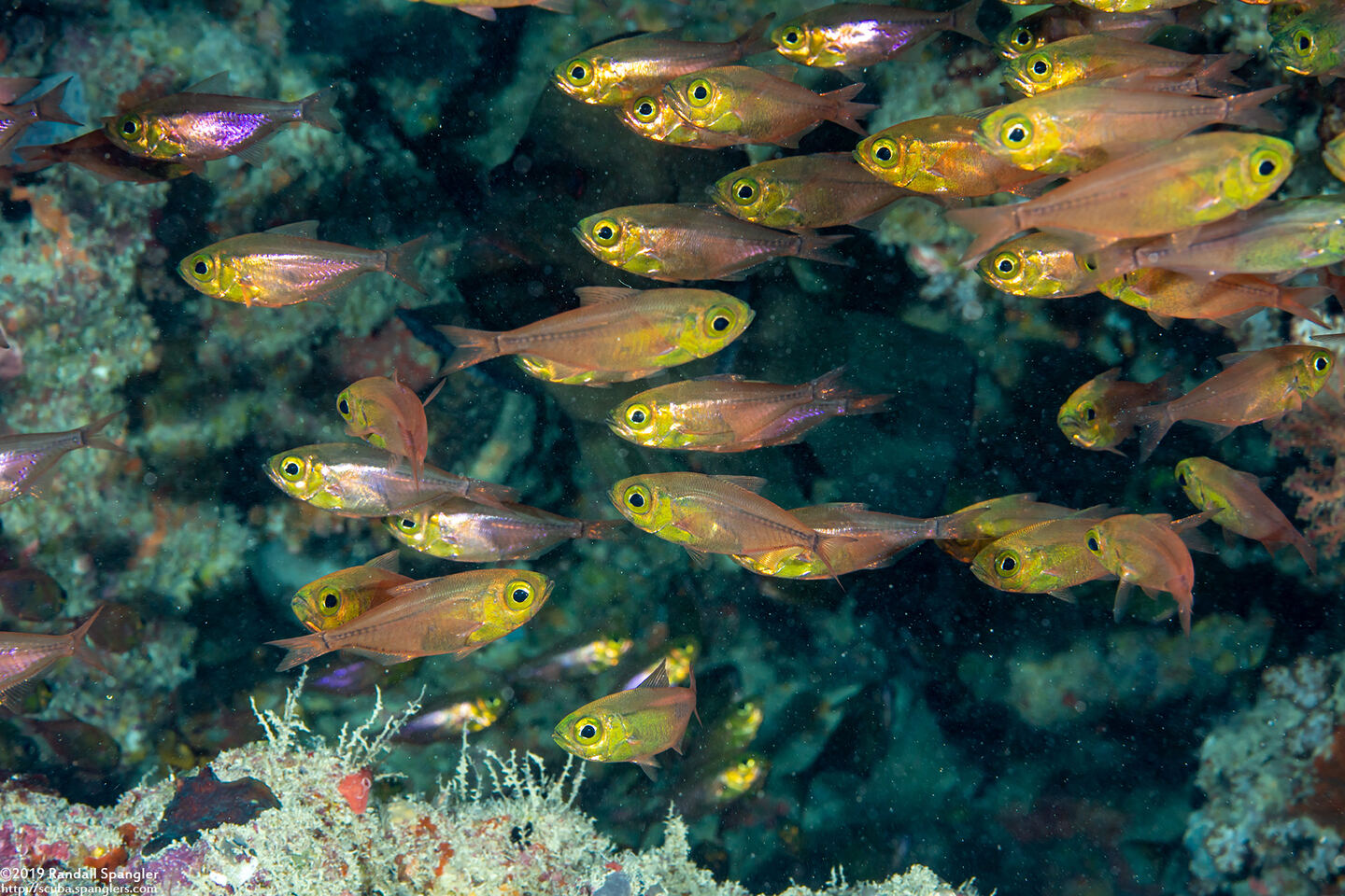 Parapriacanthus ransonneti (Golden Sweeper)