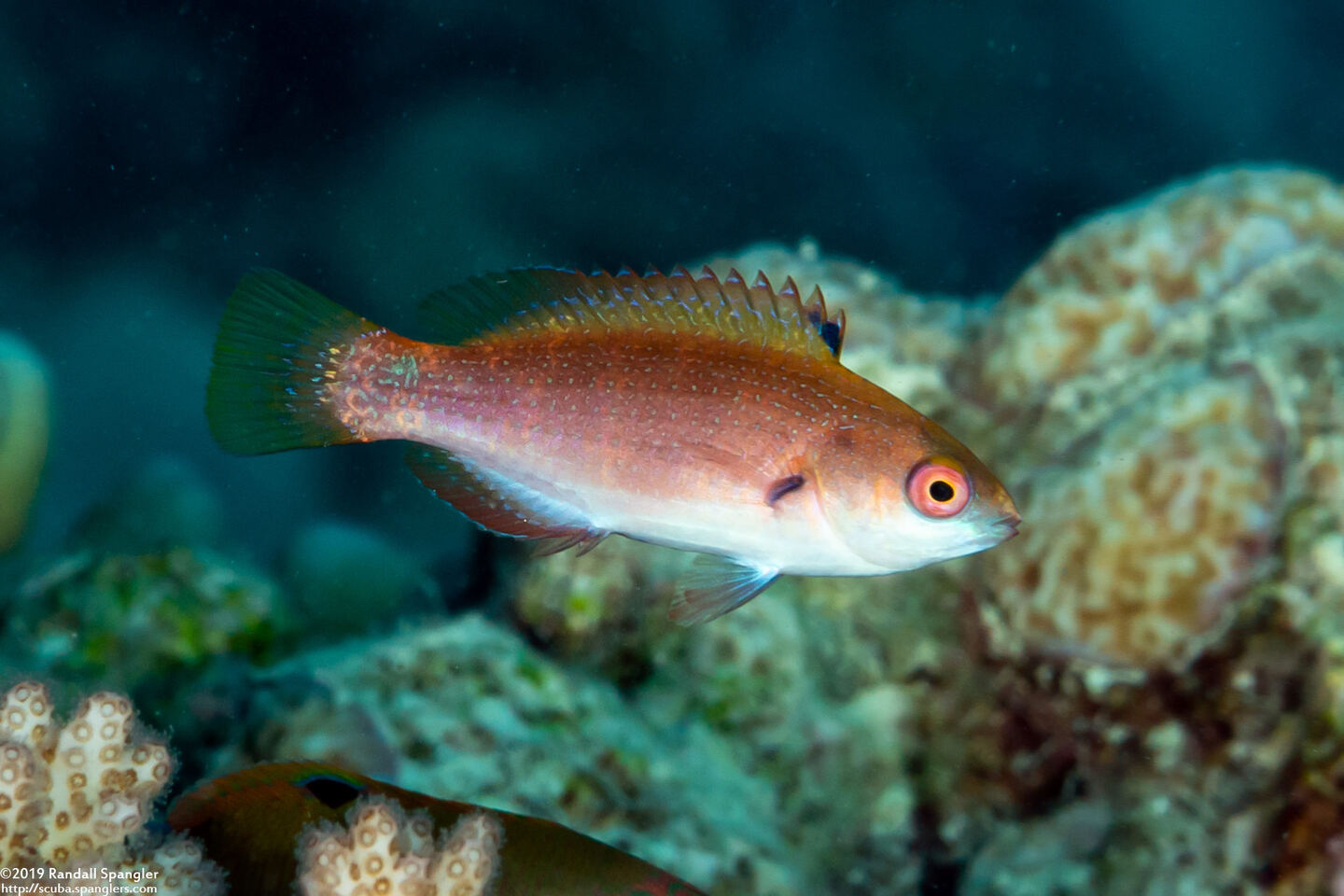 Cirrhilabrus punctatus (Dotted Fairy Wrasse)