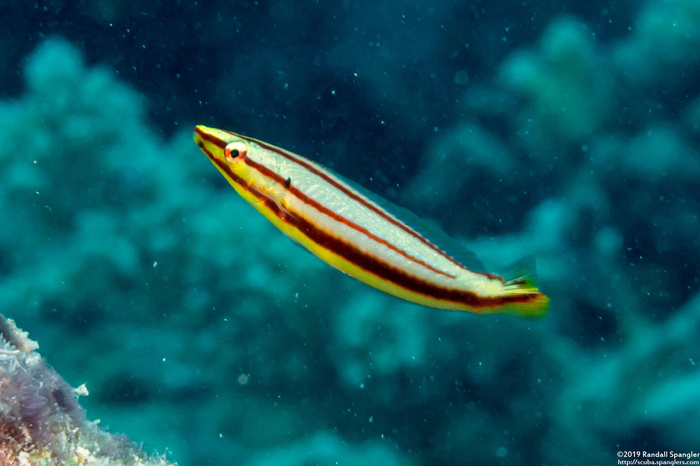 Hologymnosus doliatus (Pastel Ring Wrasse)