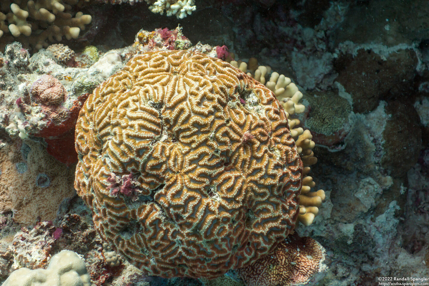 Lobophyllia radians (Lobophyllia Radians)