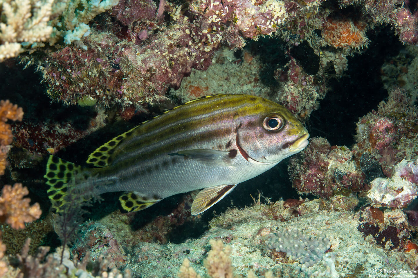 Plectorhinchus lessonii (Striped Sweetlips)