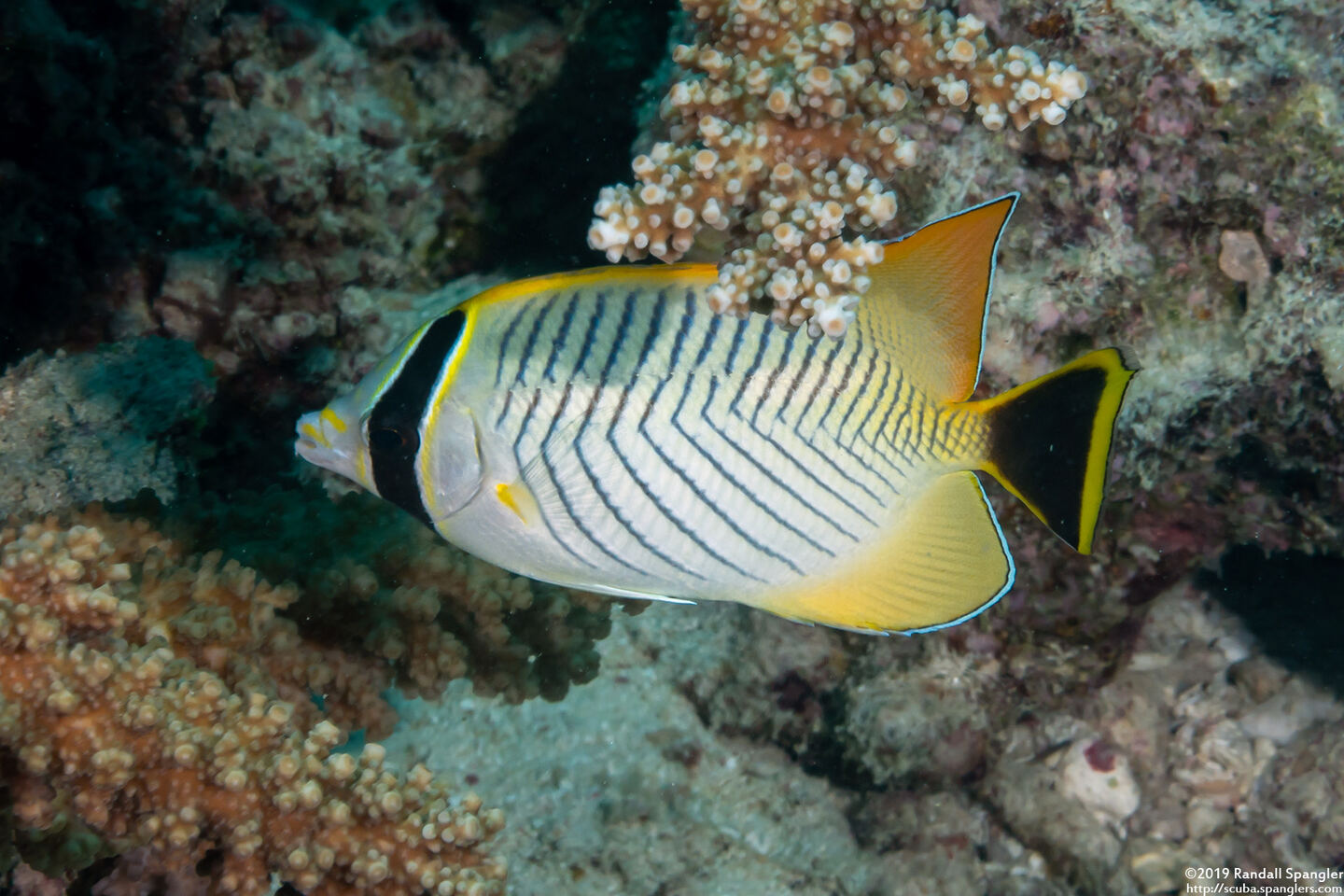 Chaetodon trifascialis (Chevroned Butterflyfish)