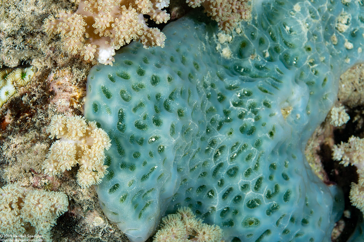 Lissoclinum patella (Lissoclinum Patella)