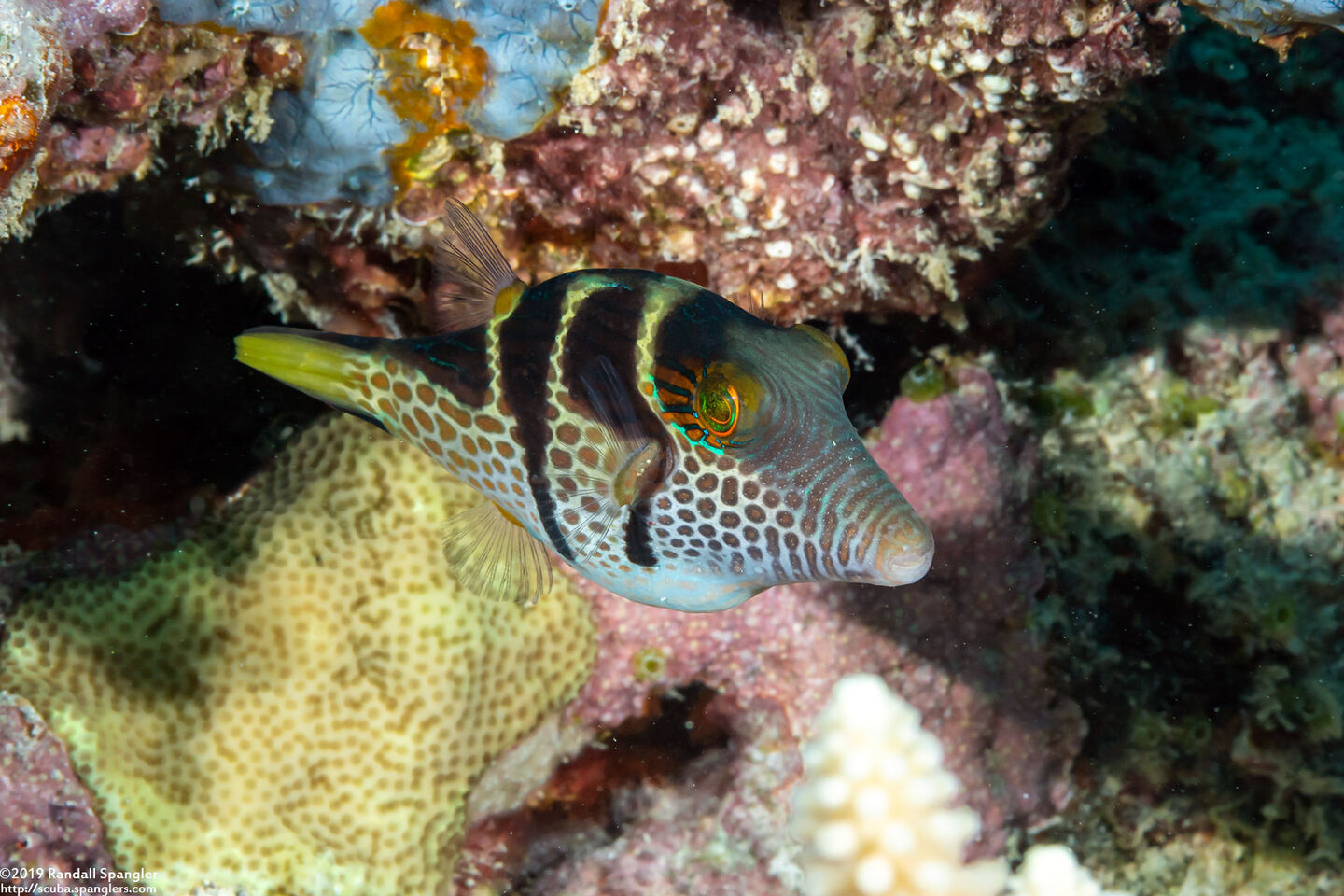 Canthigaster valentini (Black-Saddled Toby)
