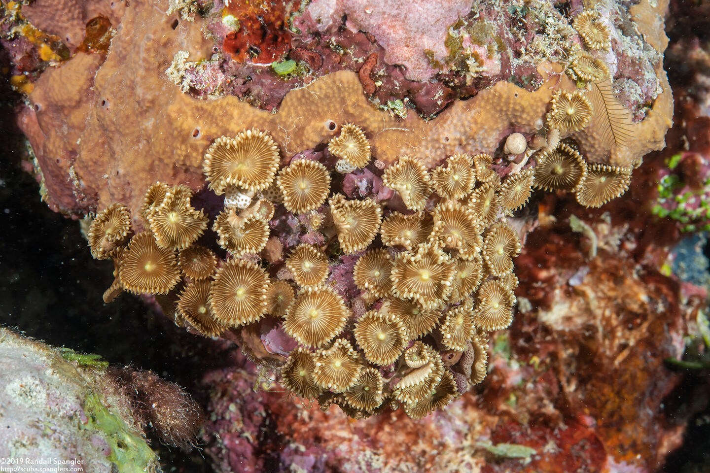 Palythoa heliodiscus (Sunray Zoanthid)