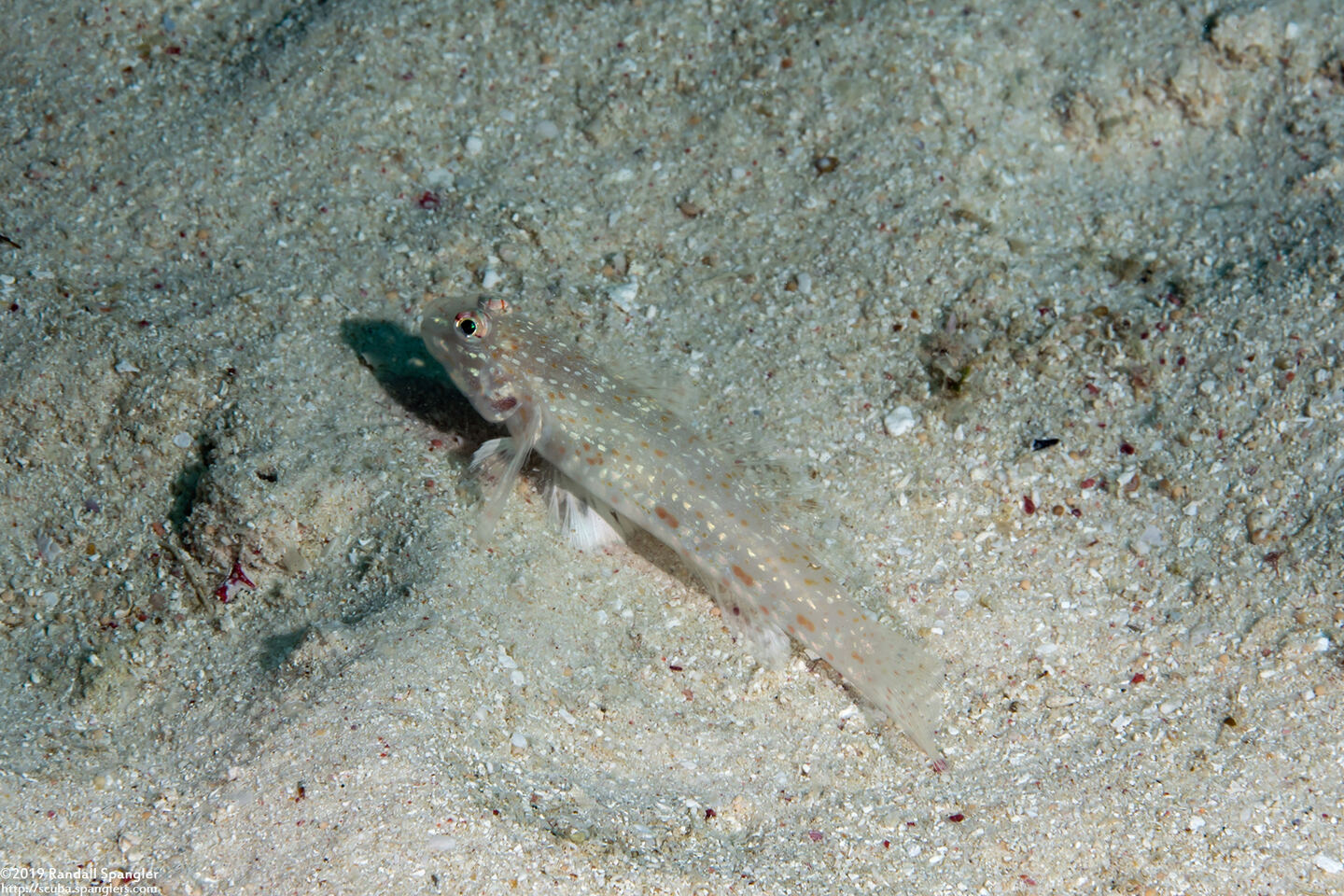 Istigobius rigilius (Orangespotted Sandgoby)