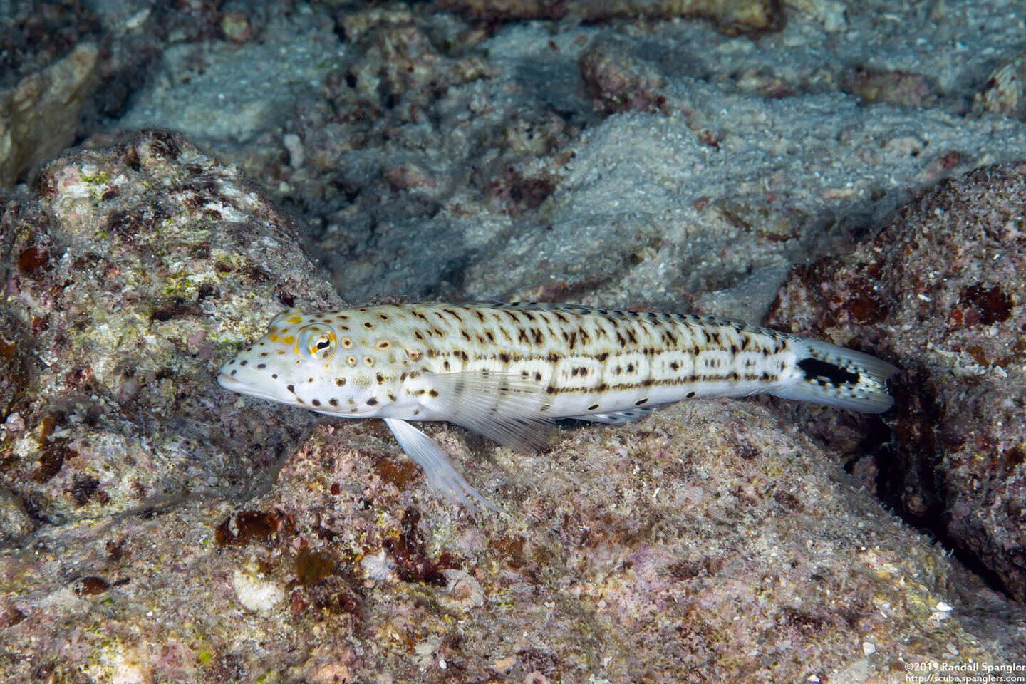 Parapercis hexophtalma (Speckled Sandperch)