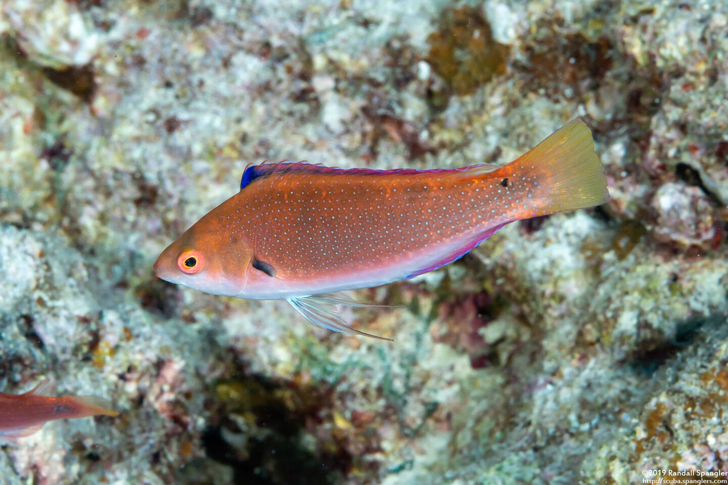 Cirrhilabrus punctatus (Dotted Fairy Wrasse)