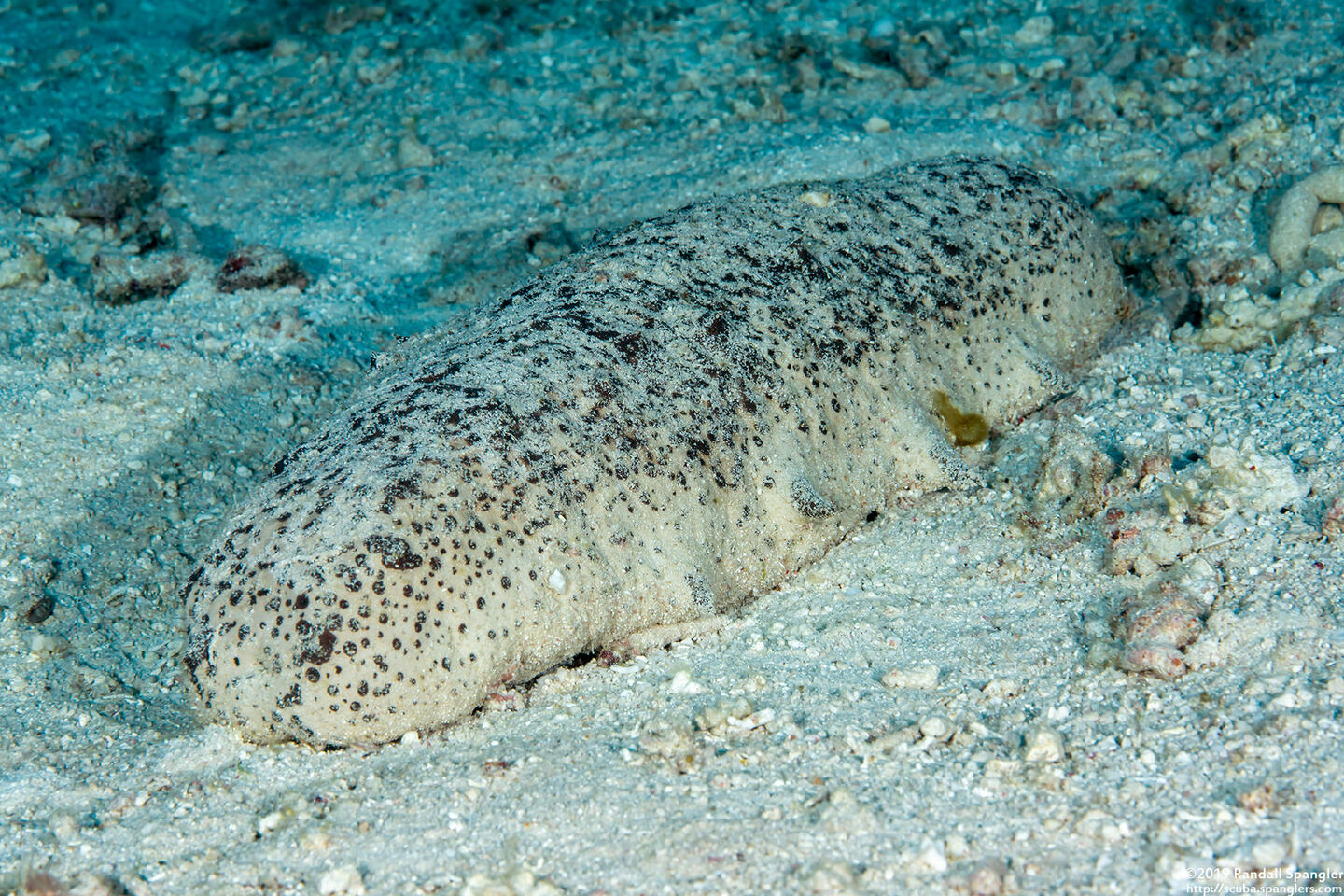 Holothuria fuscogilva (White Teatfish Sea Cucumber)