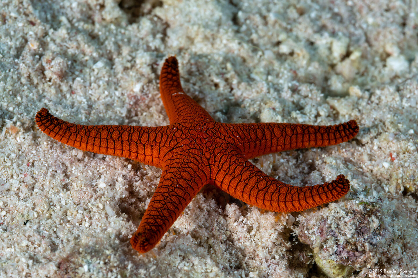 Fromia indica (Indian Sea Star)