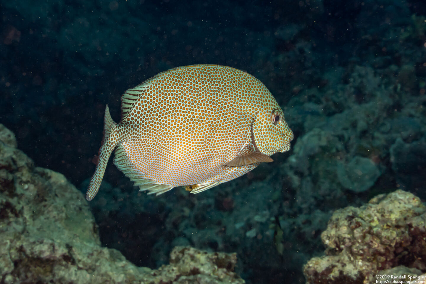 Siganus punctatus (Gold-Spotted Rabbitfish)