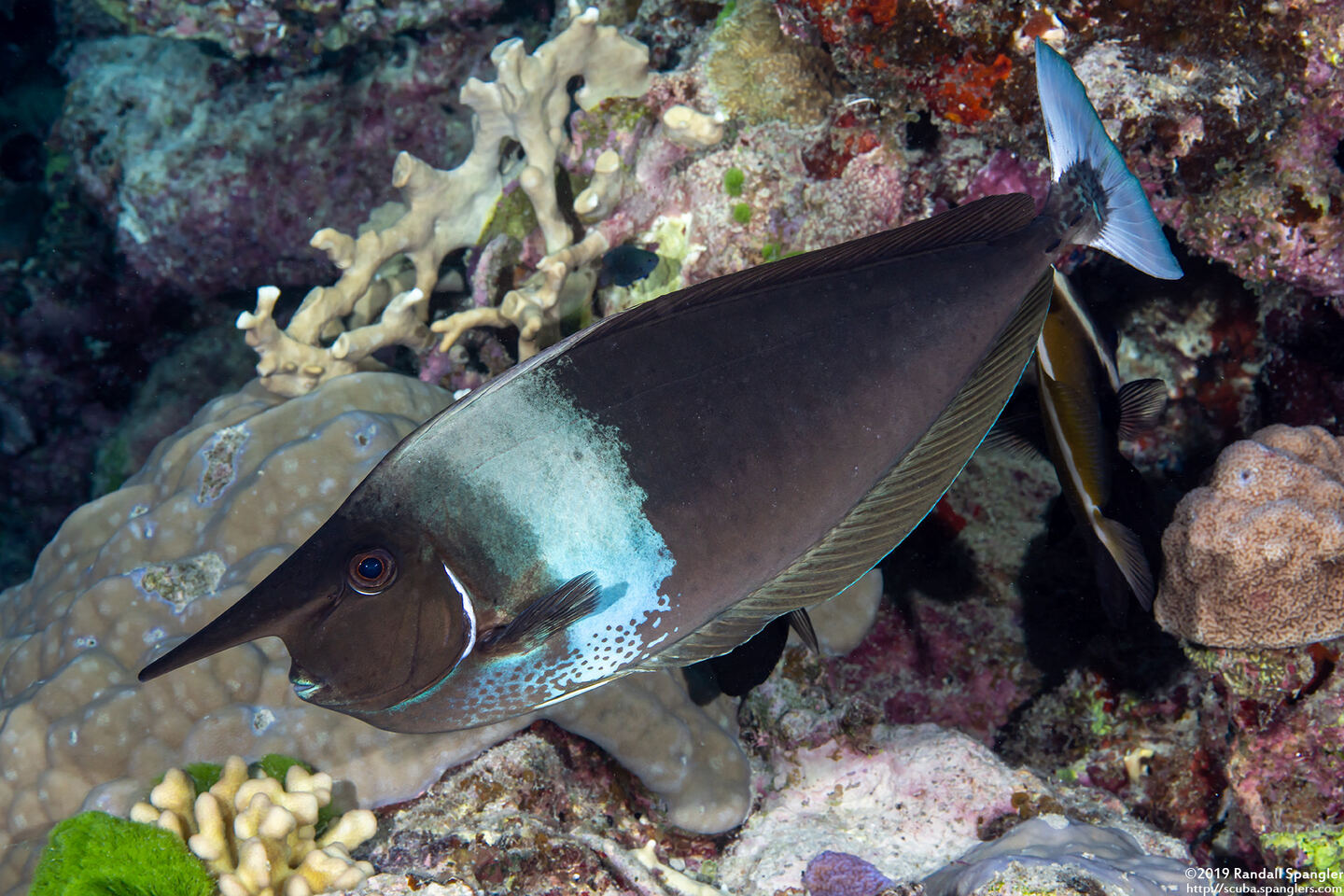 Naso brevirostris (Paletail Unicornfish)