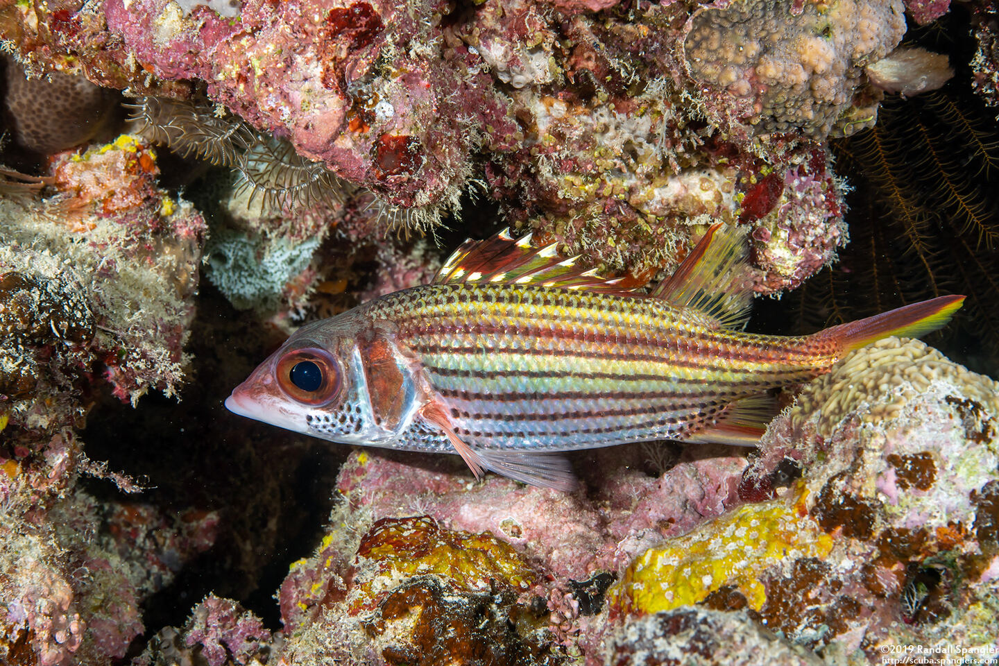 Neoniphon sammara (Spotfin Squirrelfish)