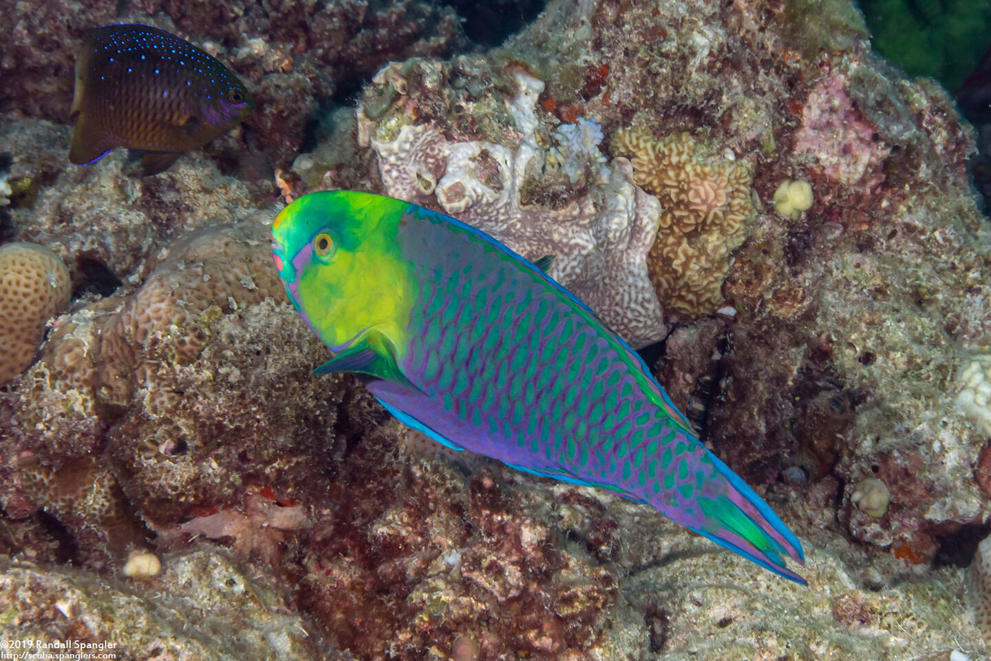 Scarus spinus (Greensnout Parrotfish)