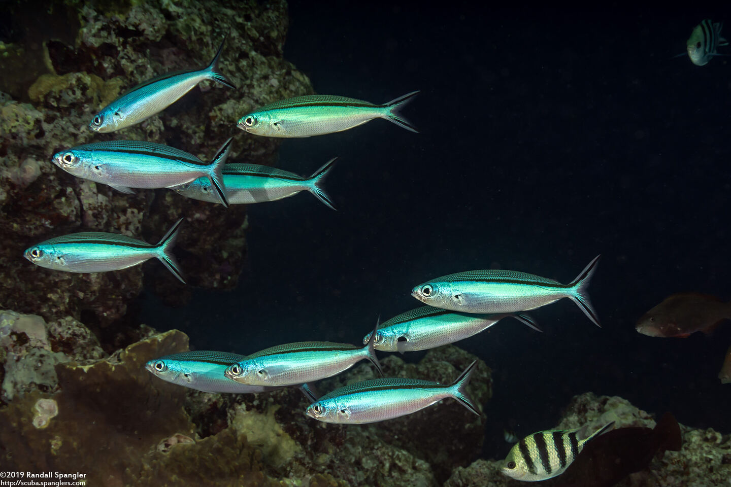 Pterocaesio tile (Bluestreak Fusilier)