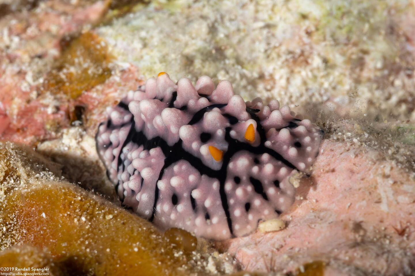 Phyllidia elegans (Elegant Phyllidia)