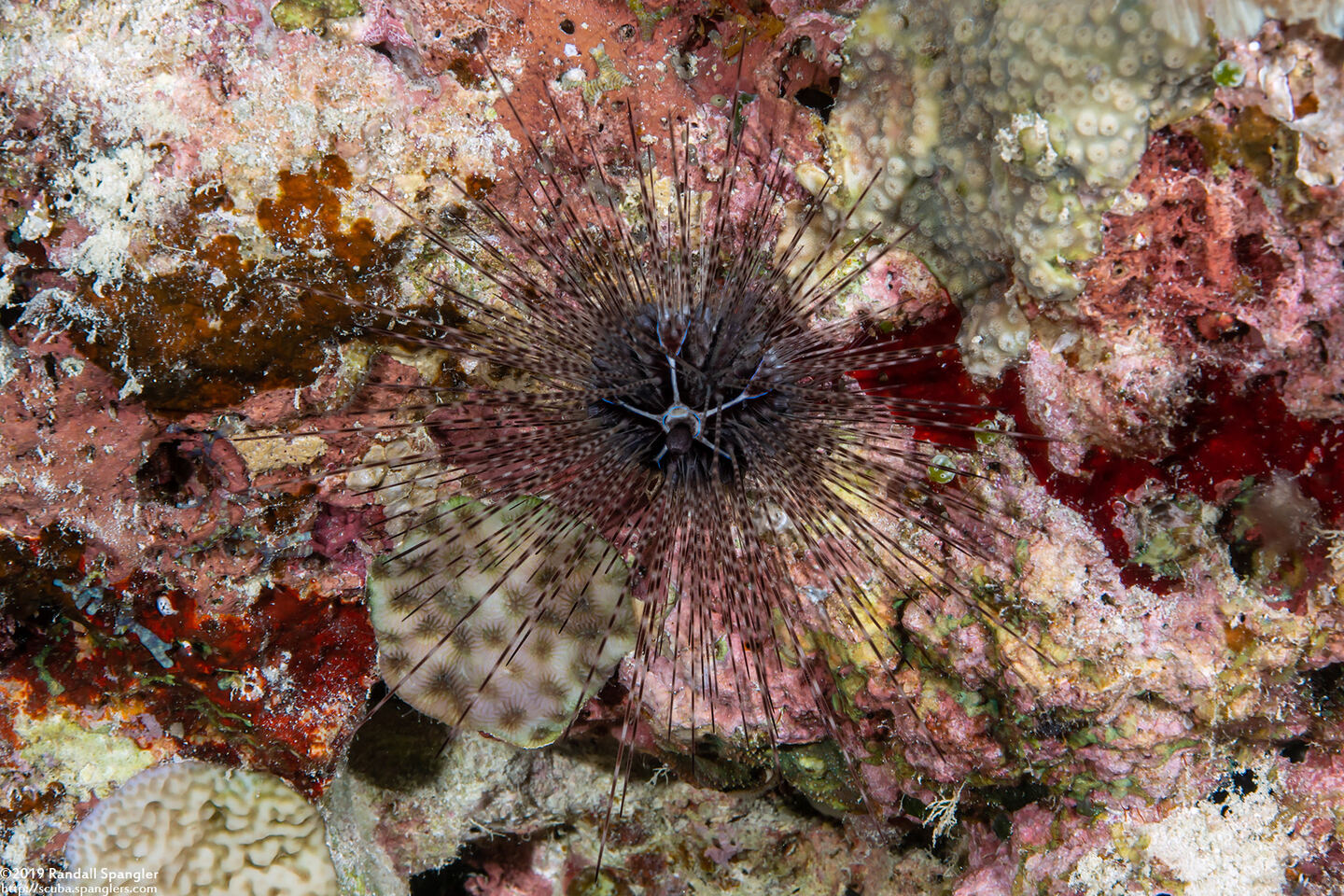 Diadema setosum (Black Longspine Sea Urchin)